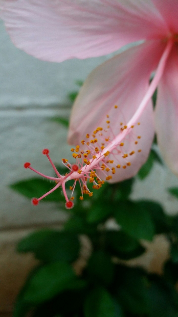 hibiscus rosario