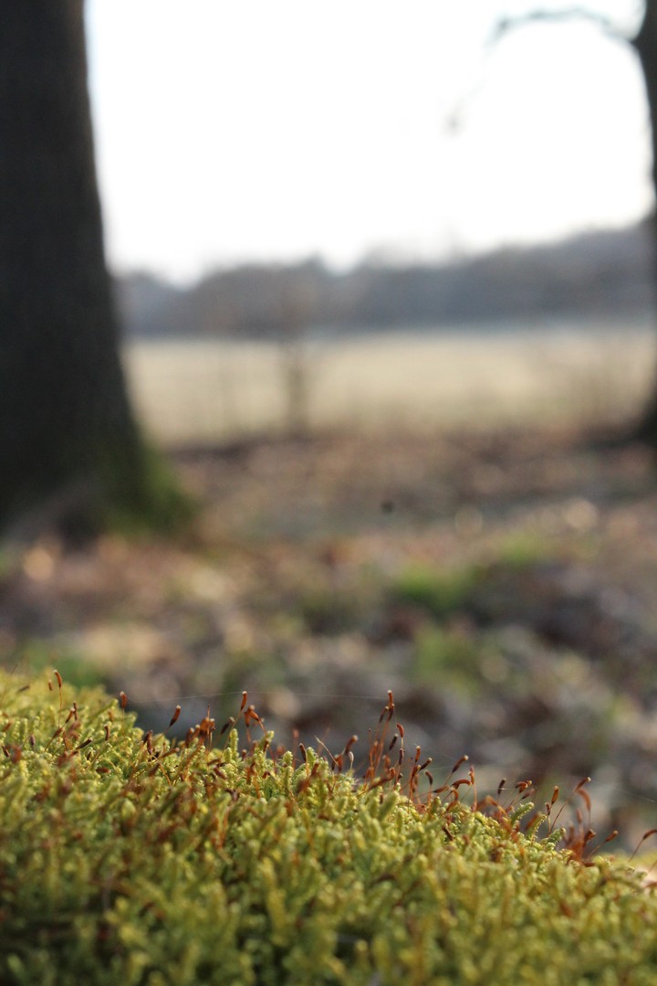moss