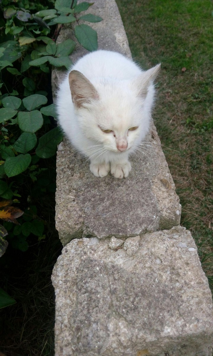 pişiyim