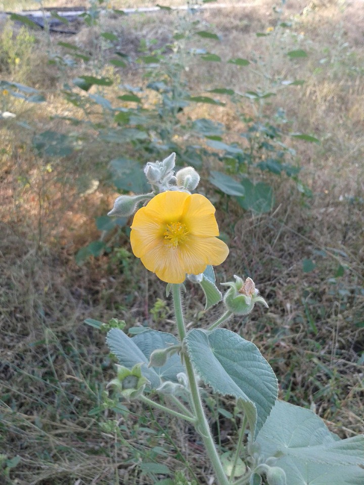Sweet Yellow