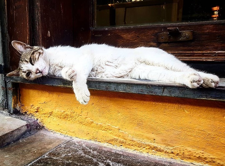 love cat
