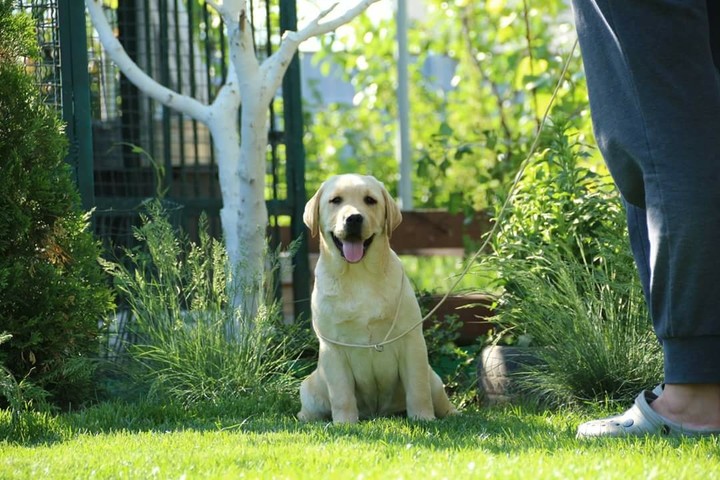 Labrador