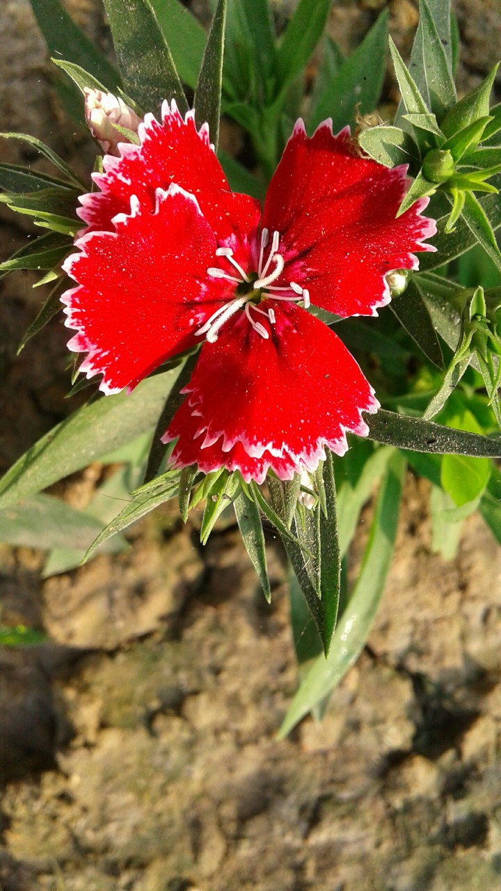 red flower