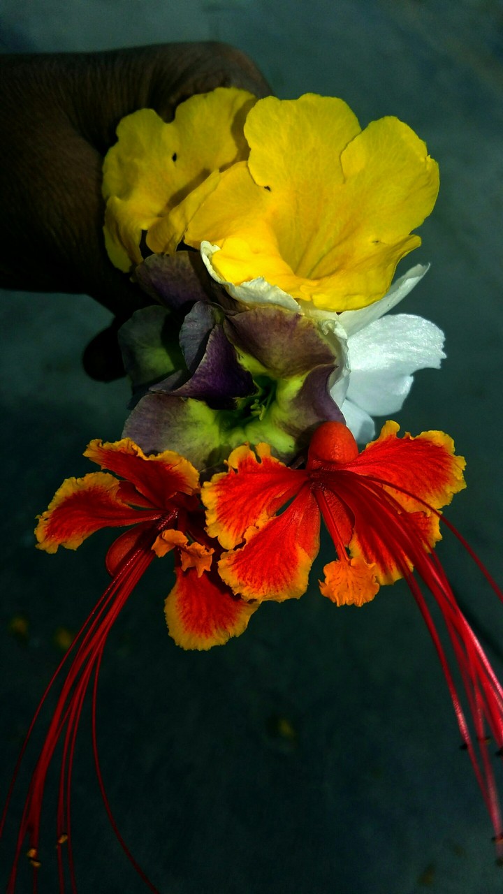 Colors of Nature