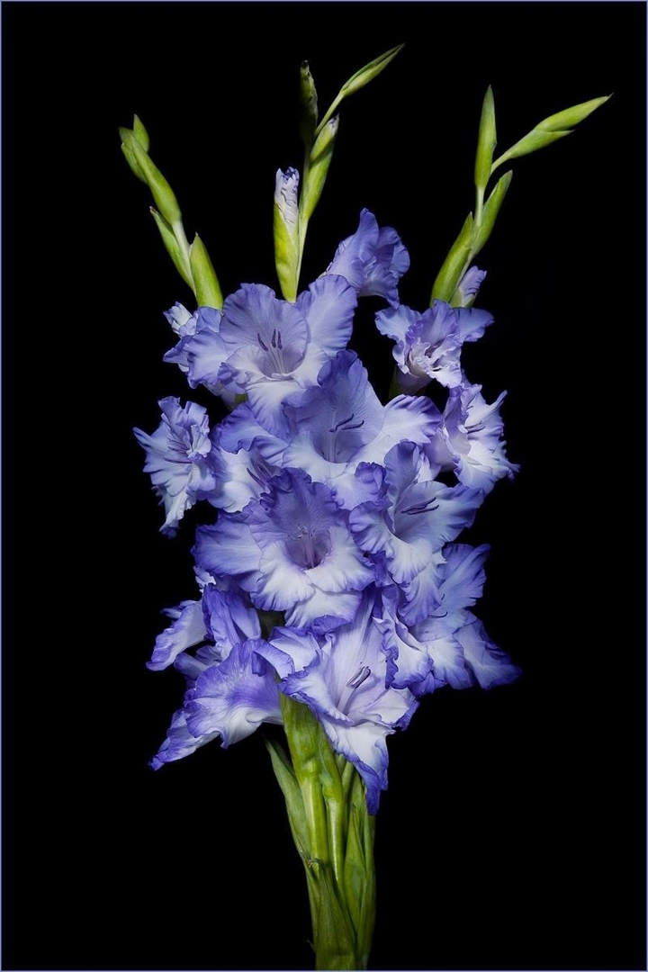 gladiola