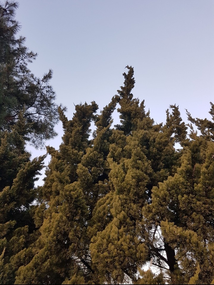 tree-3