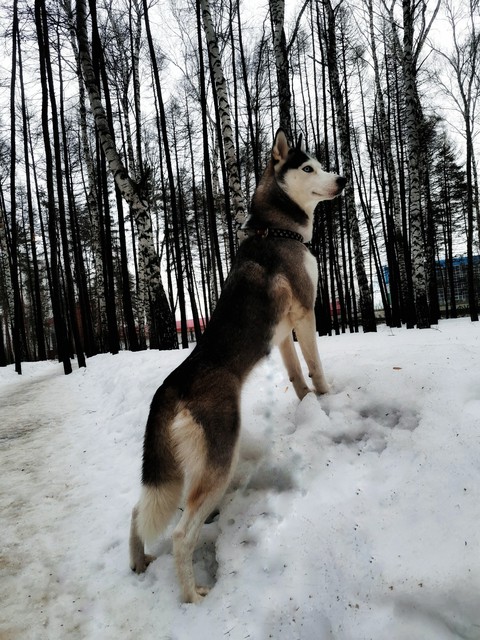 Sibiren husky