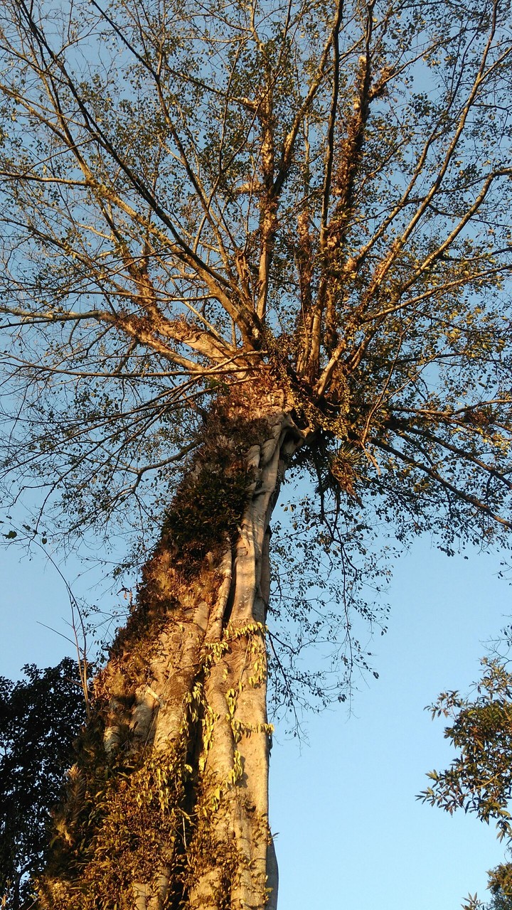 Pakoor Tree