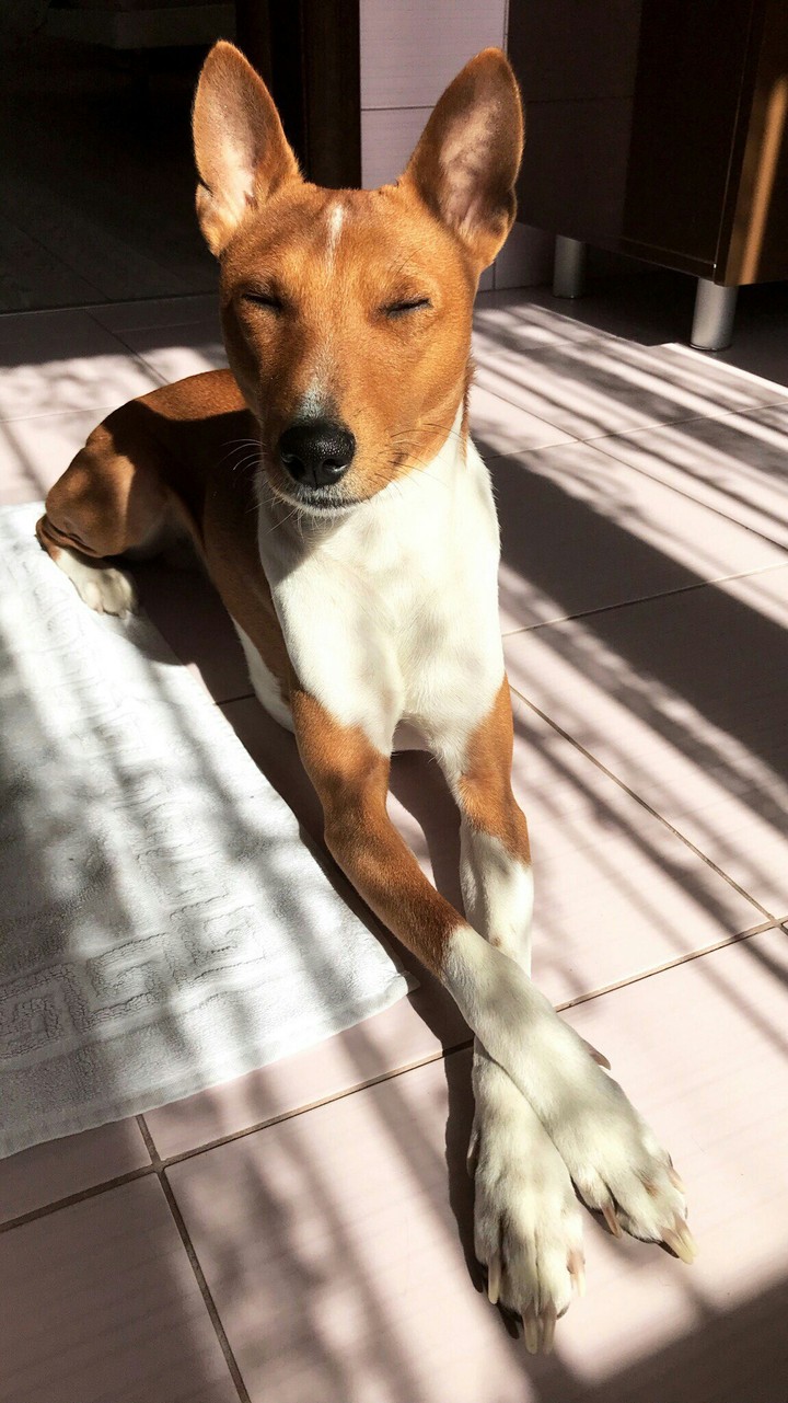 Relaxing dog