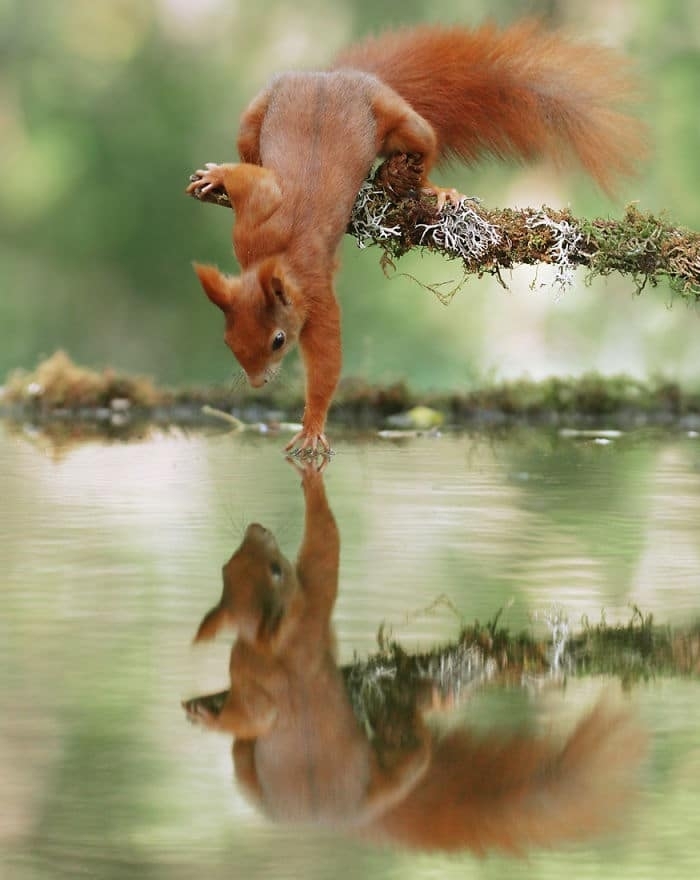 Reflejo Ardilla