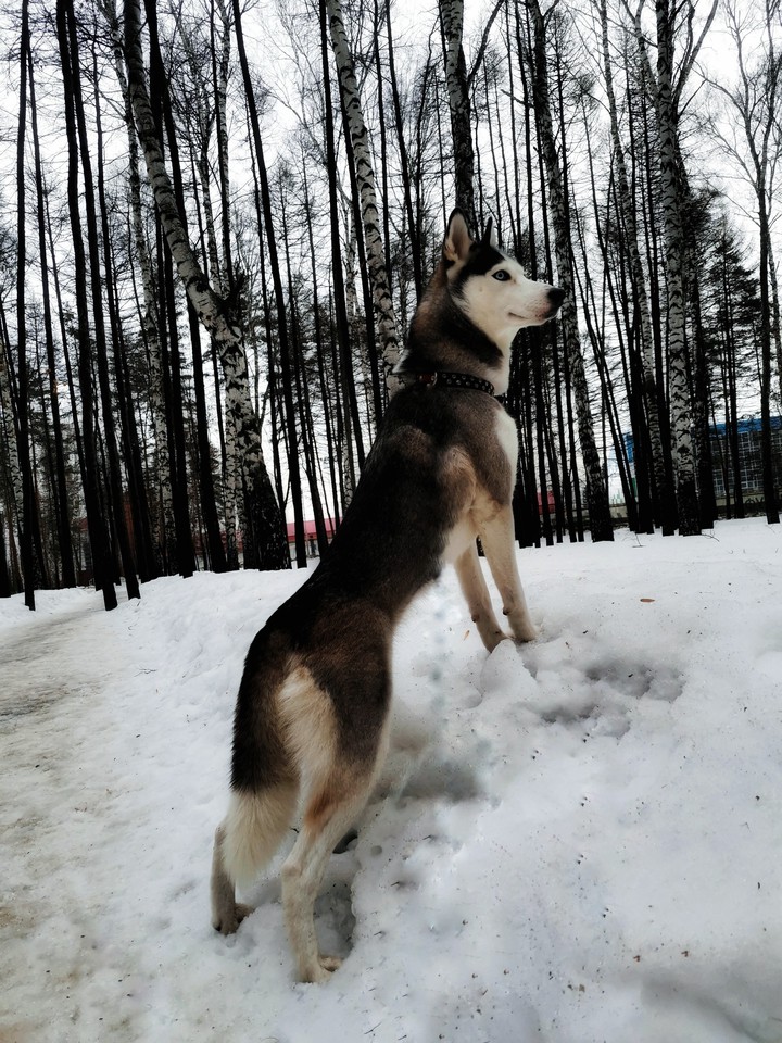 Sibiren husky