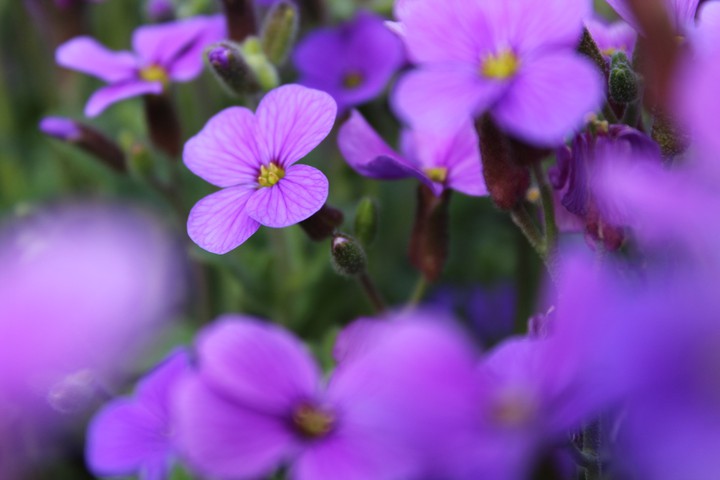 purple light