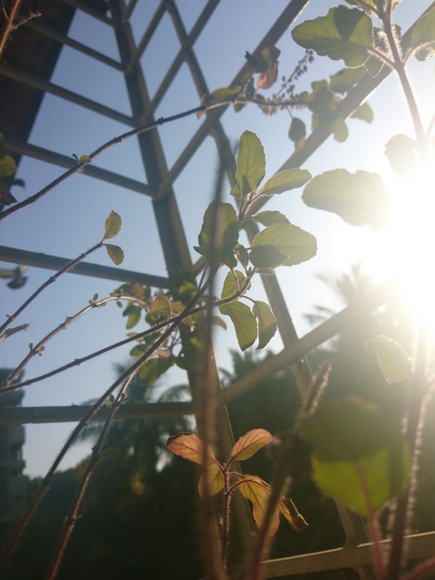 plant_sunshine_morningvibes