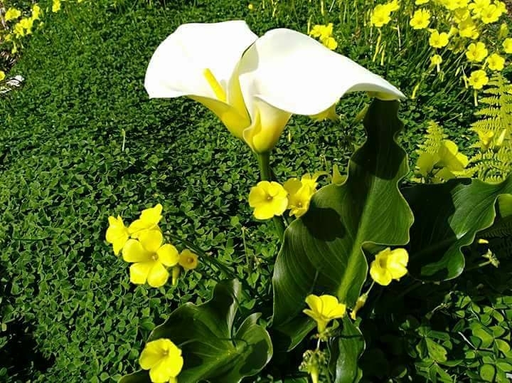 flowers.... lo que nos da la la tierra