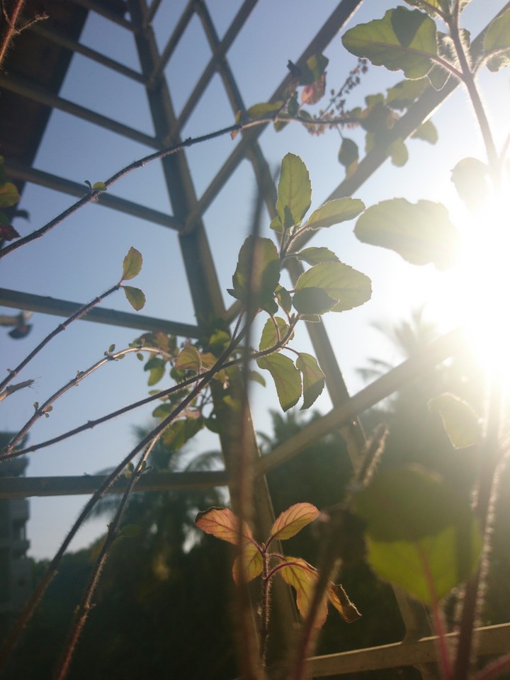 plant_sunshine_morningvibes