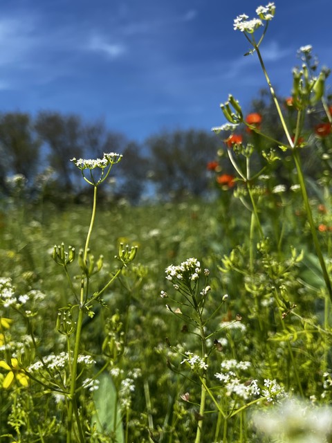 sfondi Field, flower
