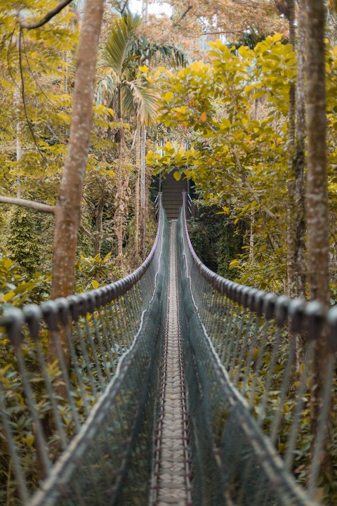 jungle, Rope wallpapers