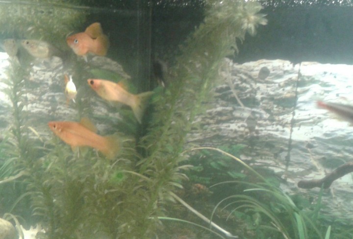 #Aquarium #fish #firstphoto #PL