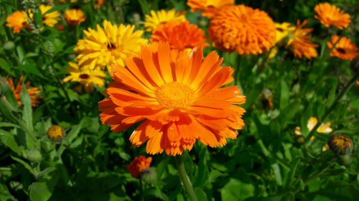 Flowers