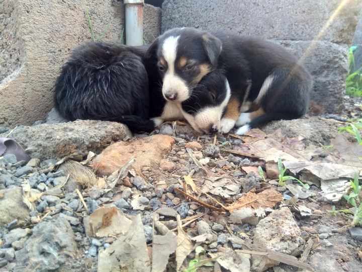 dogs