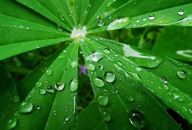 rain