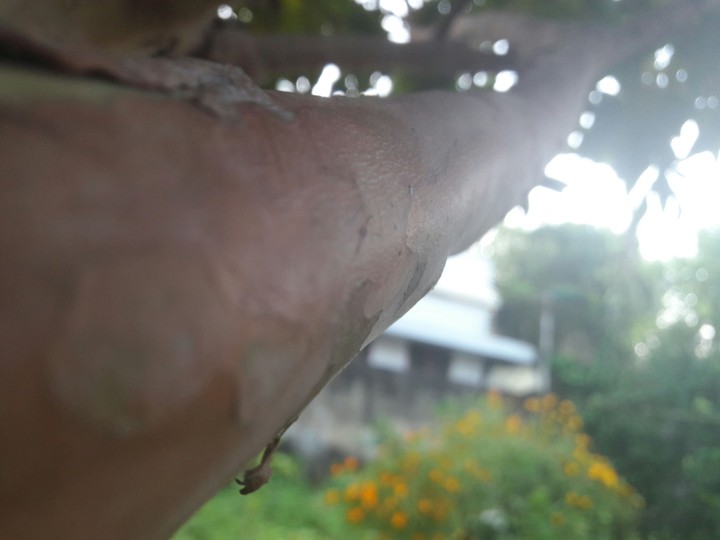 tree