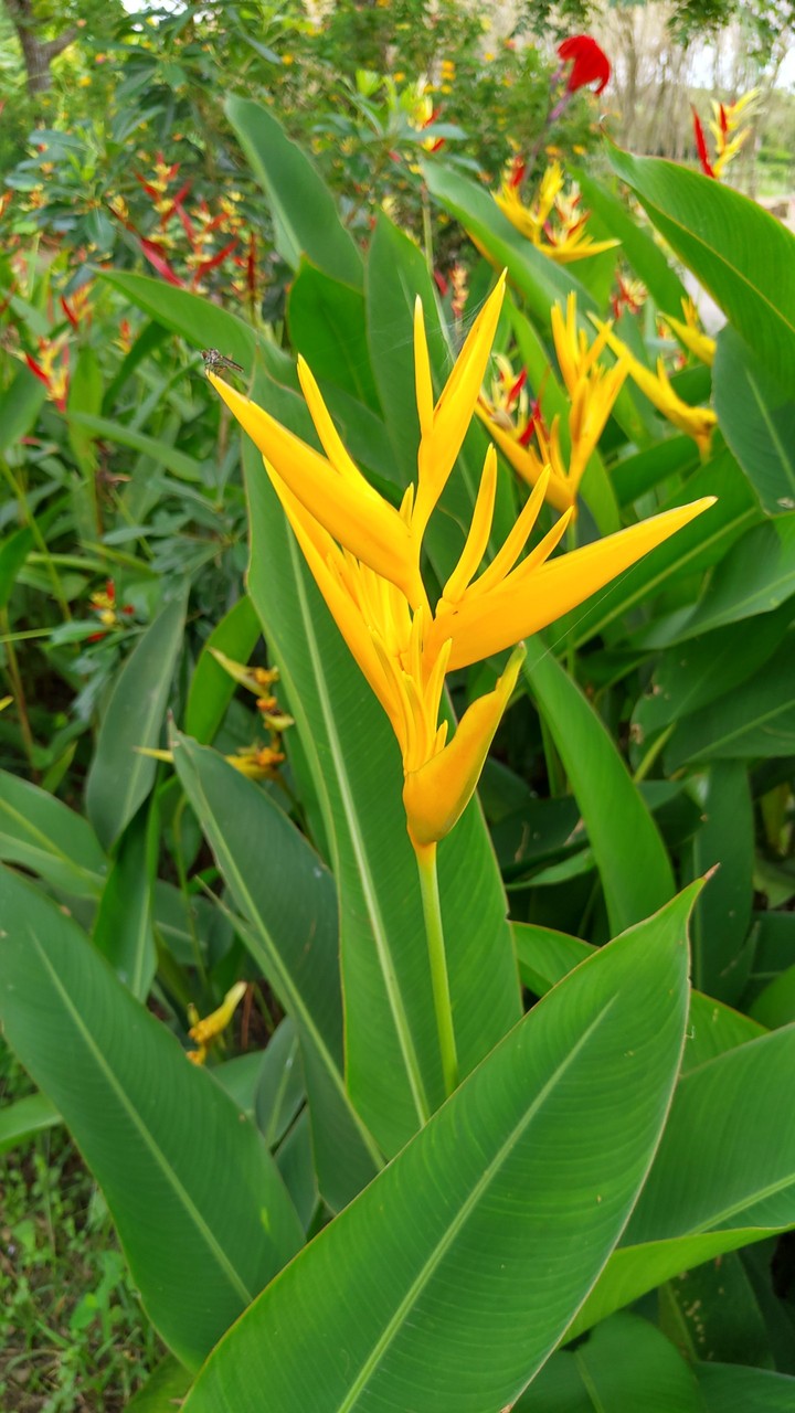 花