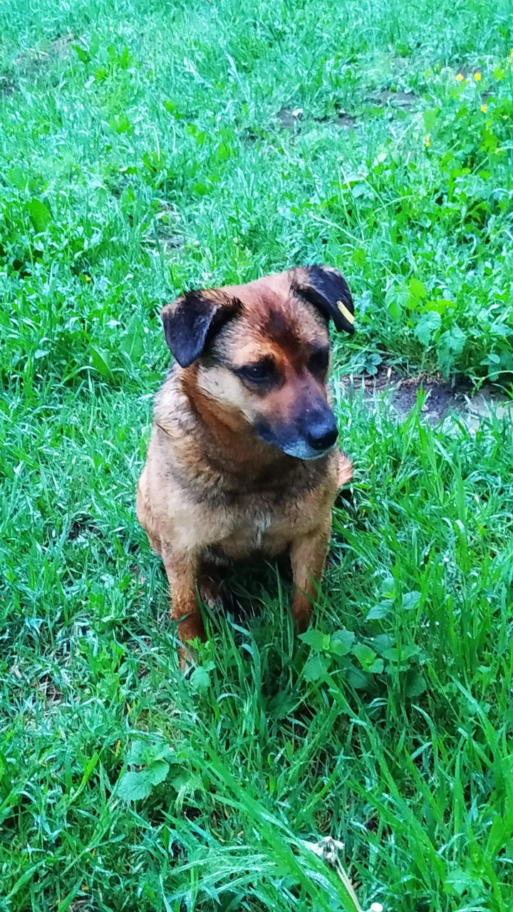 dog