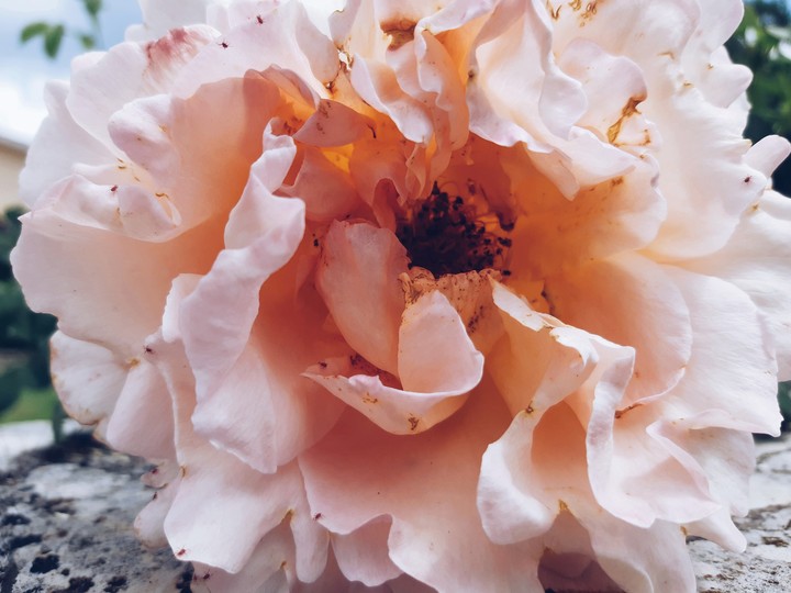 rose