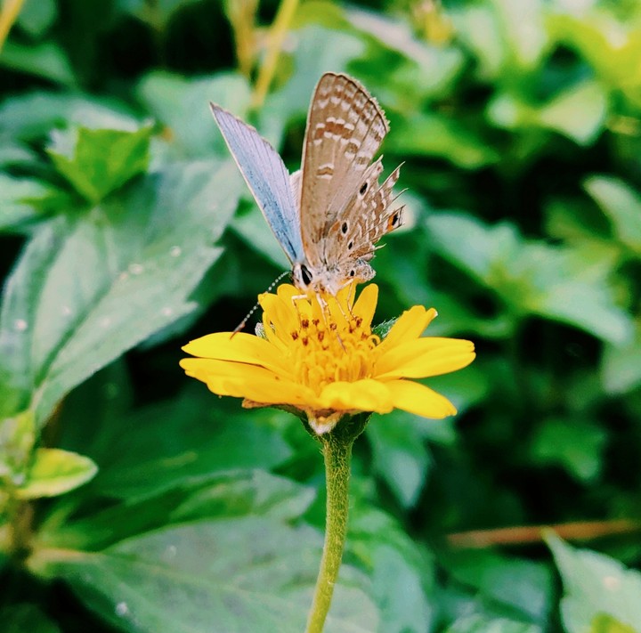 Butterflies