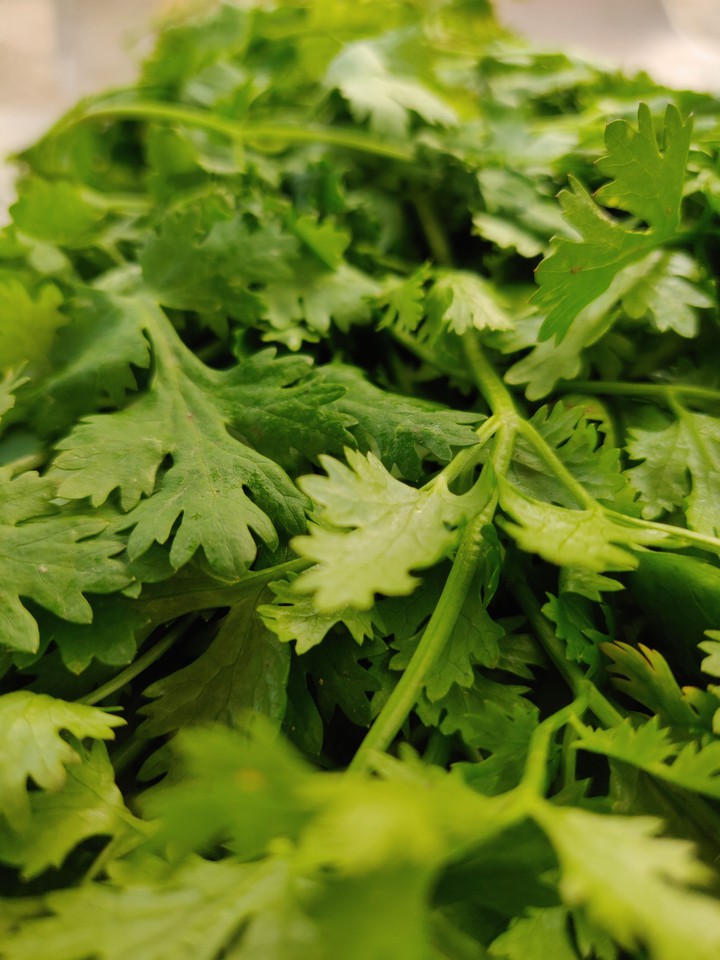 coriander leaves