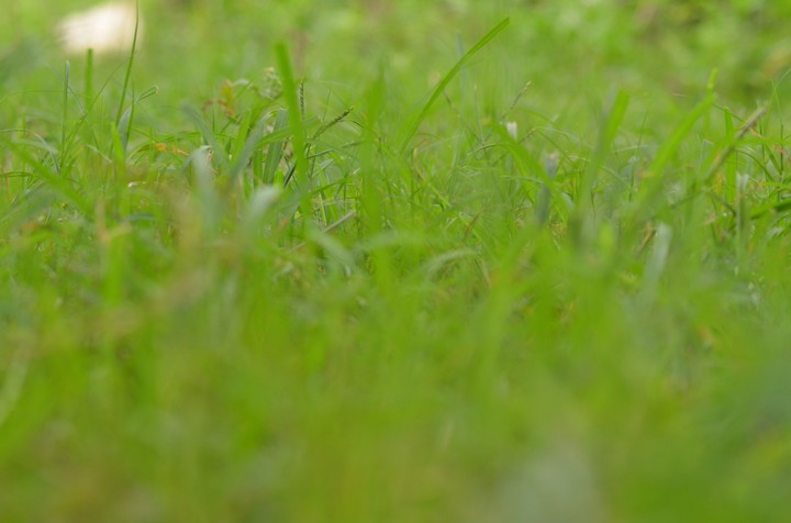 grass