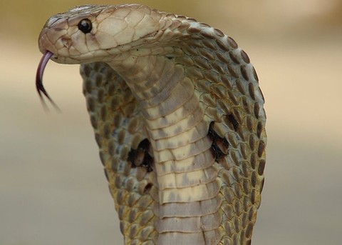 KingCobra