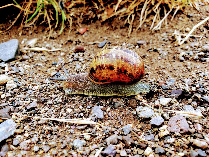 caracol