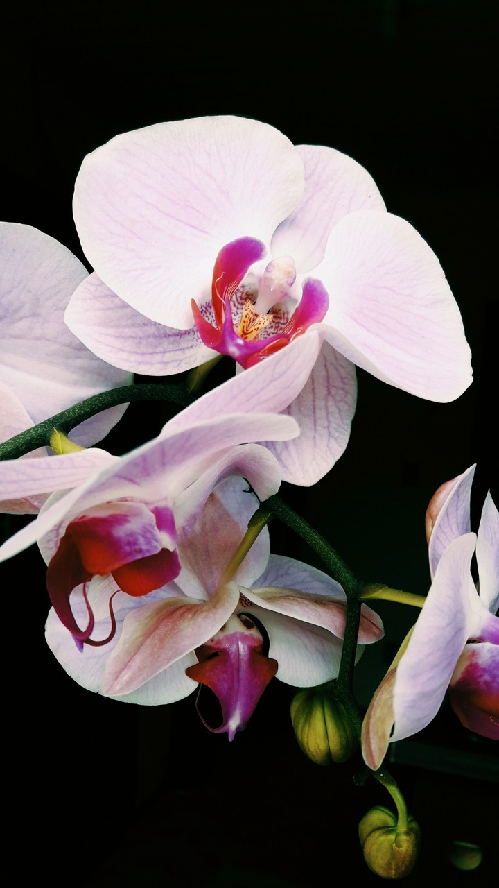 flor