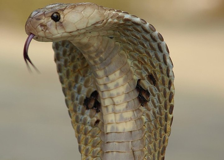KingCobra