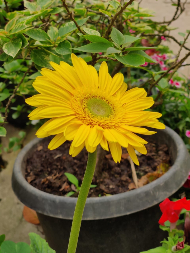 Yellow in bloom ?