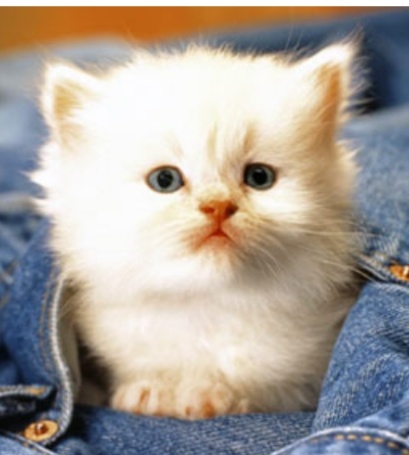 kitten