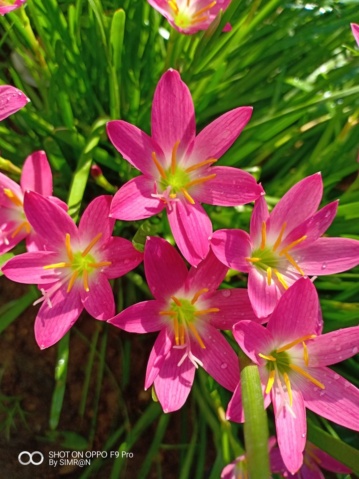 lily's