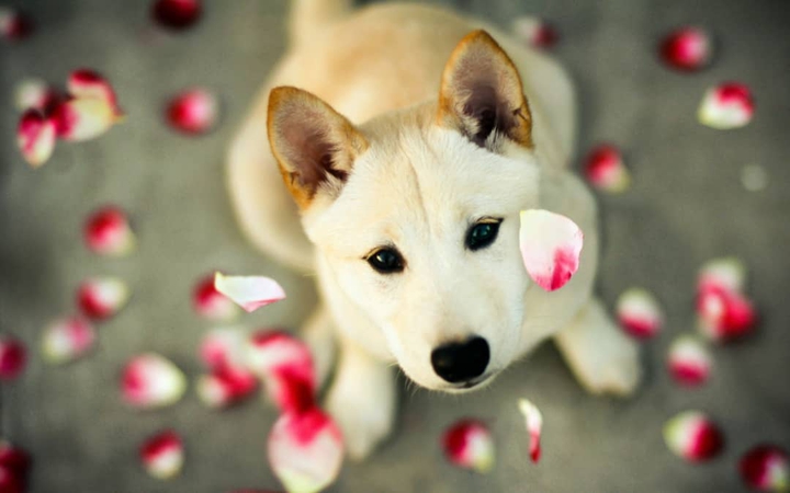 dog