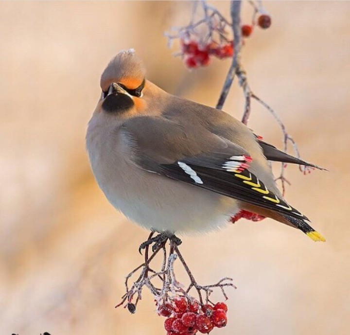 cute birdi