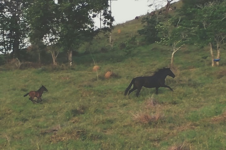 Horse