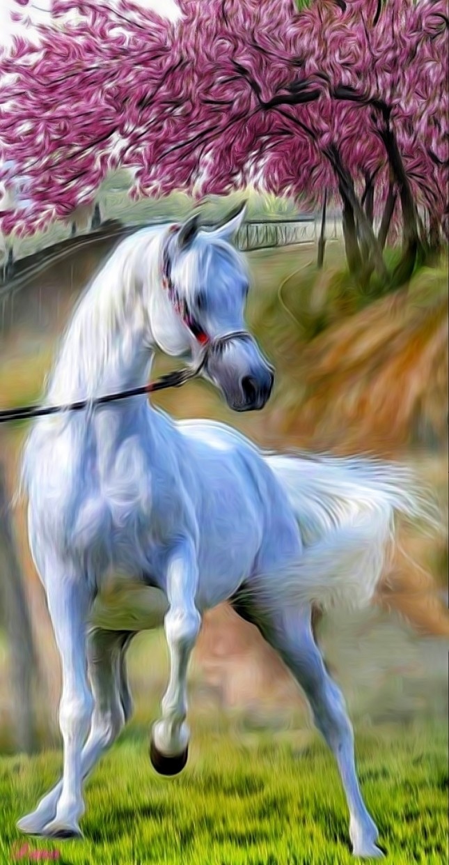 White horse