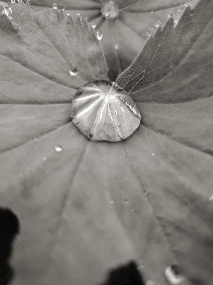 grey drop