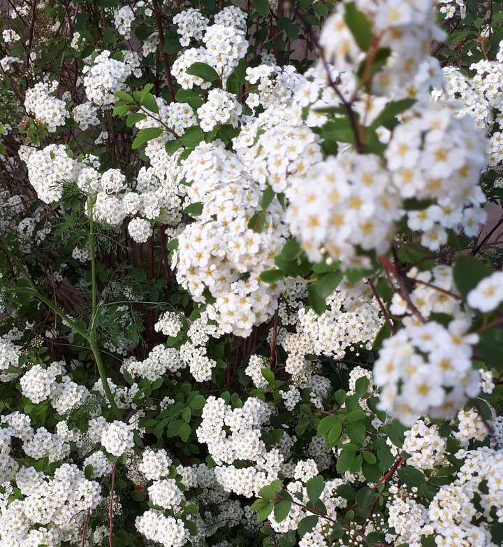 Nice flowers