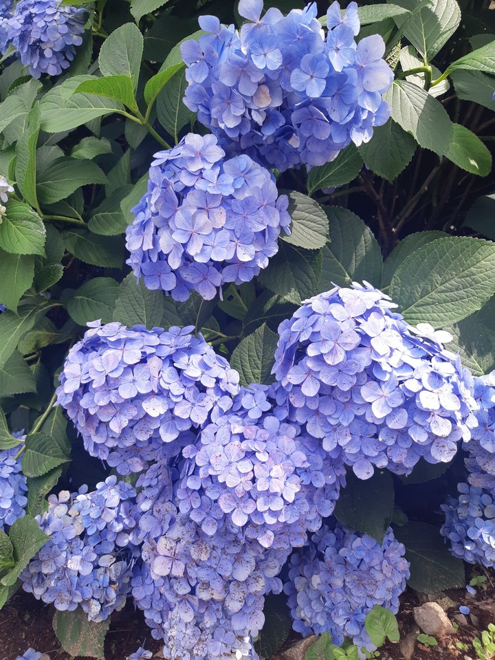 수국