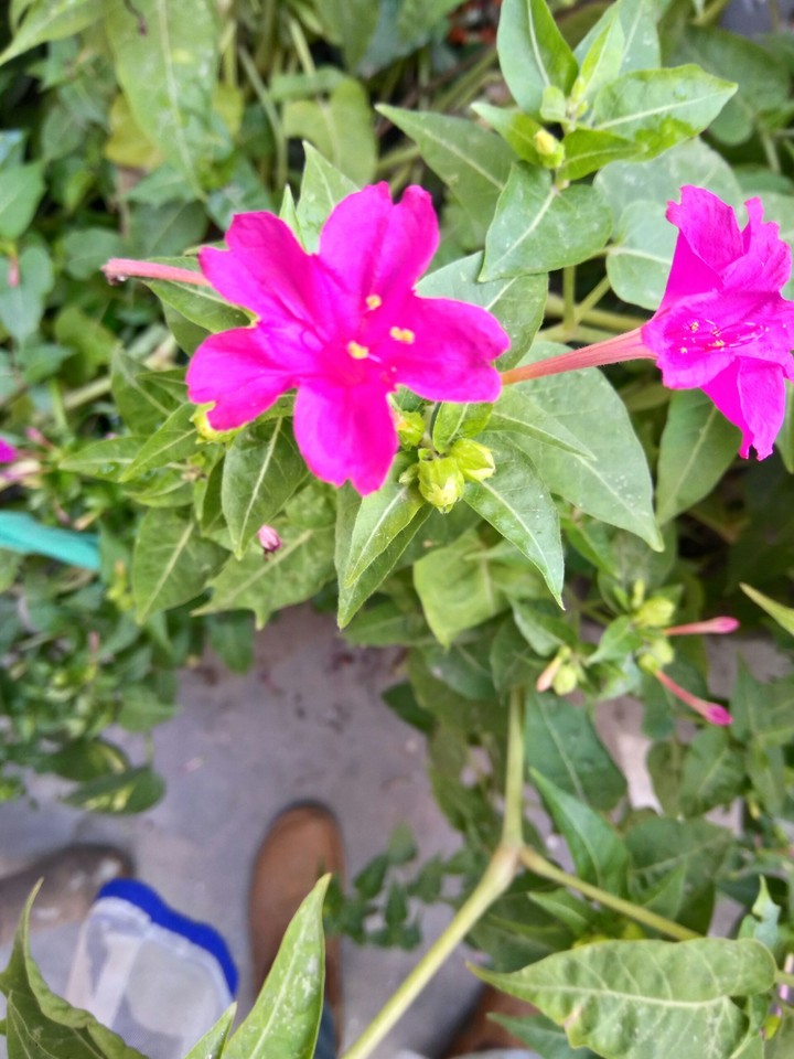 flower