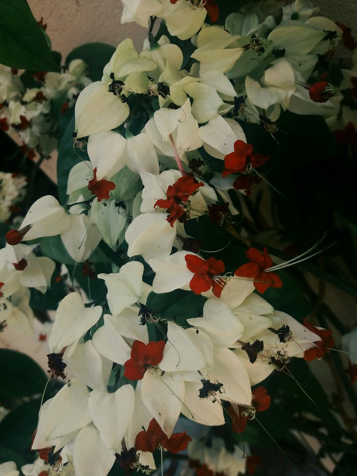 Flowers Red and white
