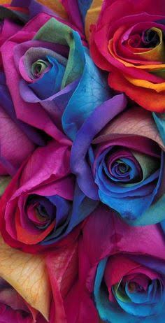 rose006
