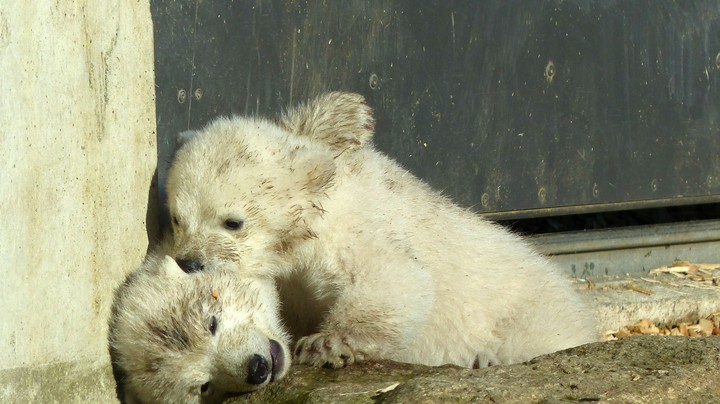 Tierpark Hellabrunn 2014